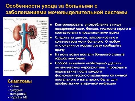 Мочеиспускание как реакция организма