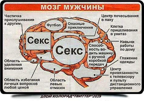 Мужской мозг: изучение и ключевые особенности