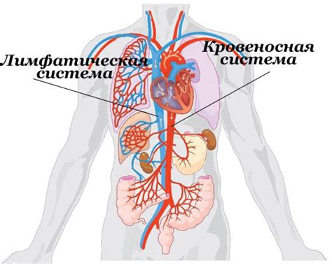 Мужчины и причины увеличения лимфатических узлов в паху