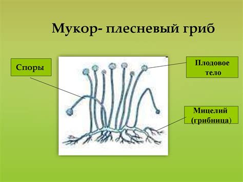 Мукор: основные характеристики и классификация