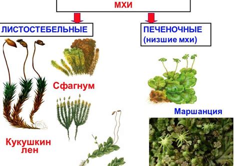 Мхи: виды и структура