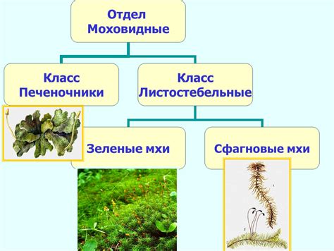 Мхи обладают множеством уникальных особенностей