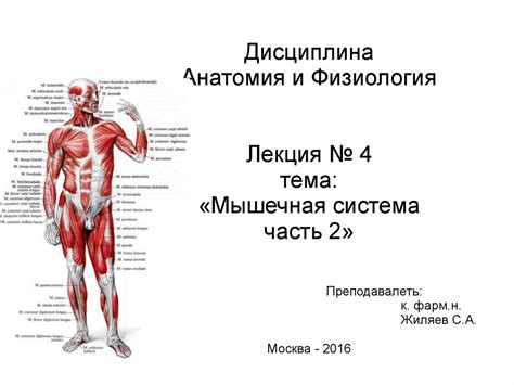 Мышечная система и образ жизни