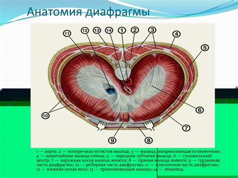 Мышечная слабость диафрагмы