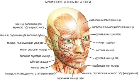 Мышечная структура лица