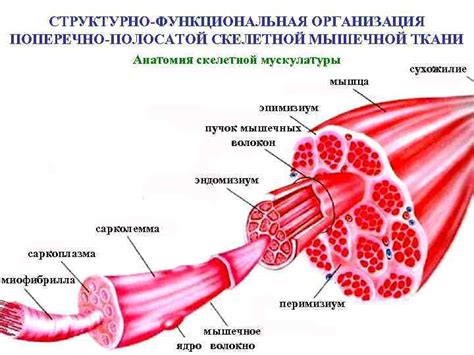 Мышечная ткань: структура и принцип работы