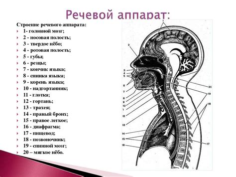 Мышечная тренировка речевого аппарата