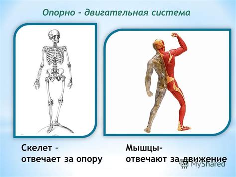 Мышцы, ответственные за движение век