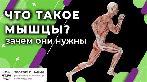 Мышцы: зачем они нужны?