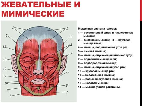 Мышцы: строение и работа