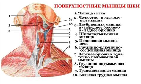 Мышцы шеи и подбородка