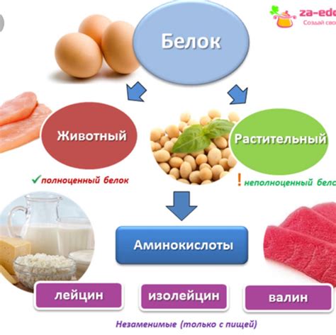 Мясо пингвинов в рационе человека