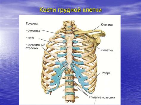 Наблюдение за грудной клеткой