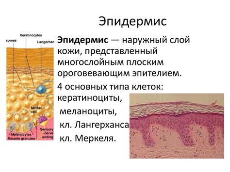 Наблюдение за структурой кожи