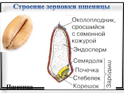 Набухание и сушка зерновки пшеницы