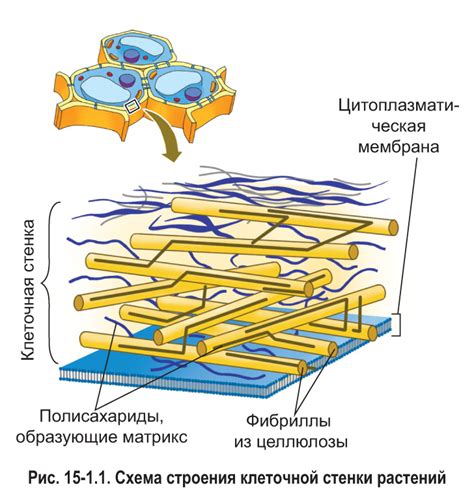 Наличие клеточных стенок