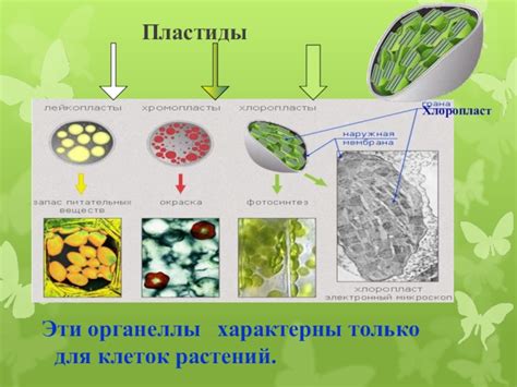 Наличие хлоропластов