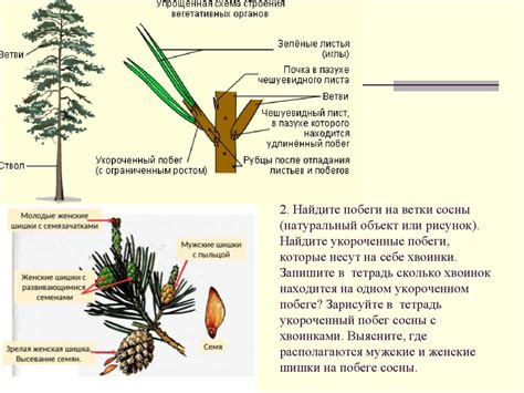 Нанесение контуров на ветки