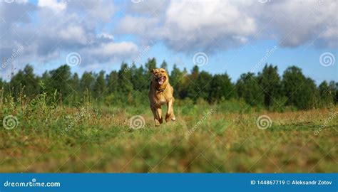 Нанесение травы и деревьев