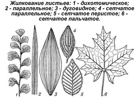 Нанесите основные жилки на листья