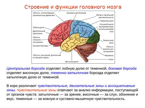 Нарисование главных частей мозга