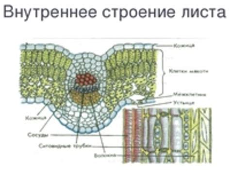 Нарисовать жилки листа