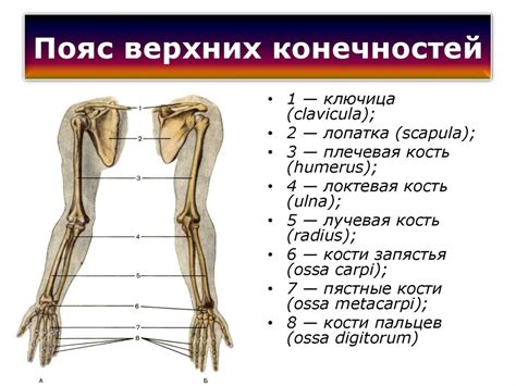 Нарисовка тела и конечностей