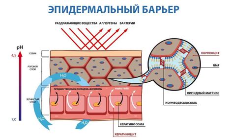 Нарушение защитного барьера кожи