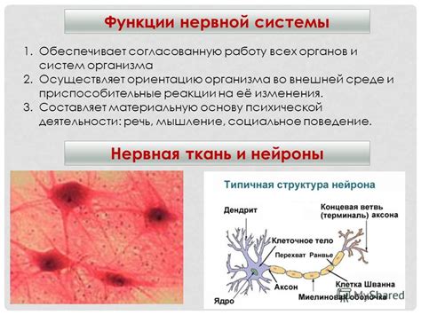 Нарушение кровообращения и нервной системы