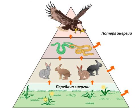 Нарушение пищевой цепочки