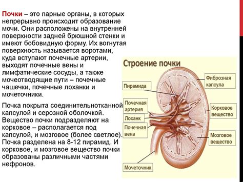 Нарушение работы выделительной системы