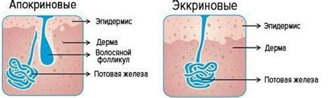 Нарушение работы потовых желез