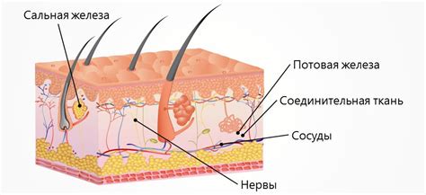 Нарушение работы сальных желез у ребенка