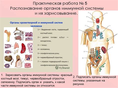 Нарушение функции иммунной системы