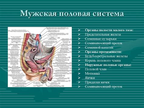 Нарушение функции органов малого таза