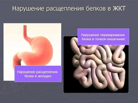 Нарушения в пищеварении белков