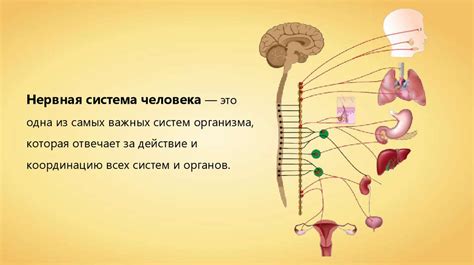 Нарушения в развитии нервной системы