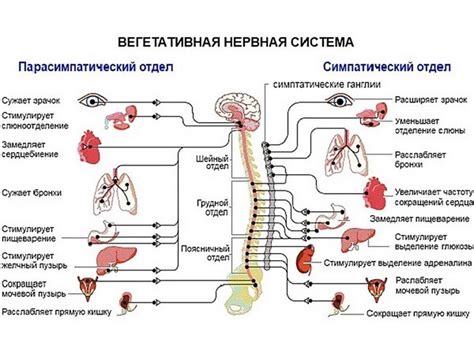 Нарушения работы вегетативной нервной системы