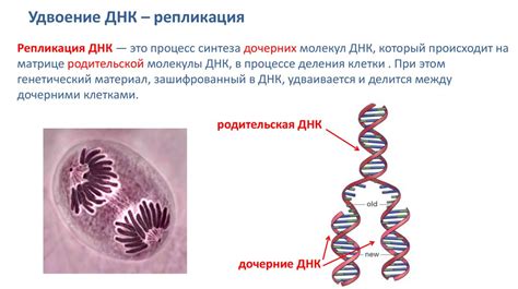 Наследственная анемия и ее связь со звуками в ушах