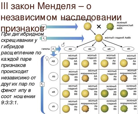 Наследственные факторы и запах