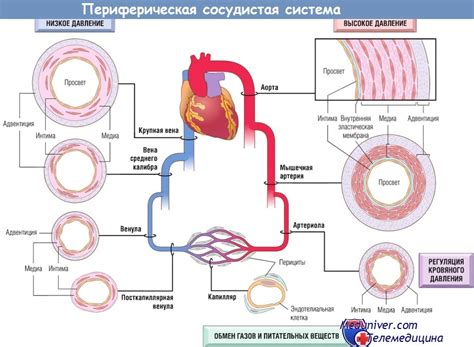 Наследственные факторы и структура сосудов