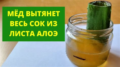 Настойка алоэ без мёда – легкий и полезный способ приготовления