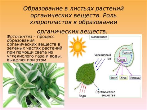 Настройка времени цветения растений: роль света, влажности и питательных веществ