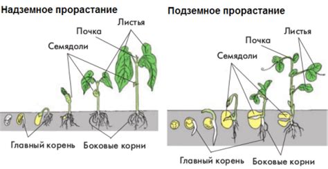 Настройка семени (seed)