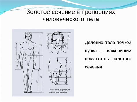 Настройте пропорции и отношения между частями тела