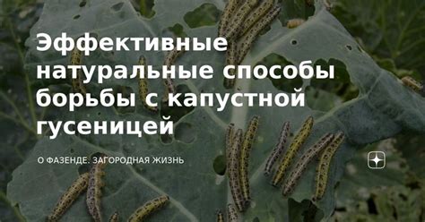 Натуральные способы борьбы и профилактики