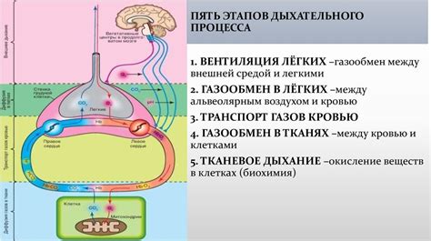 Натуральные способы снятия удушья и облегчения дыхательного процесса