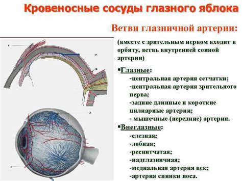 Научное объяснение дергания глазной мышцы