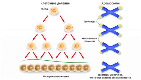 Научное объяснение реакции организма