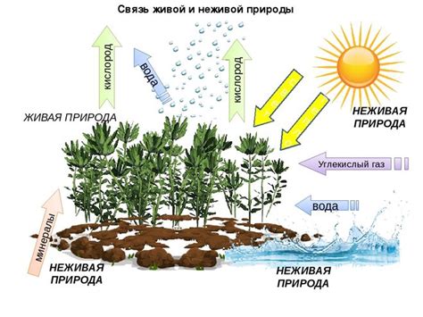 Научные исследования связи между гармонией и природой